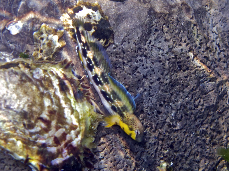 Blennidi